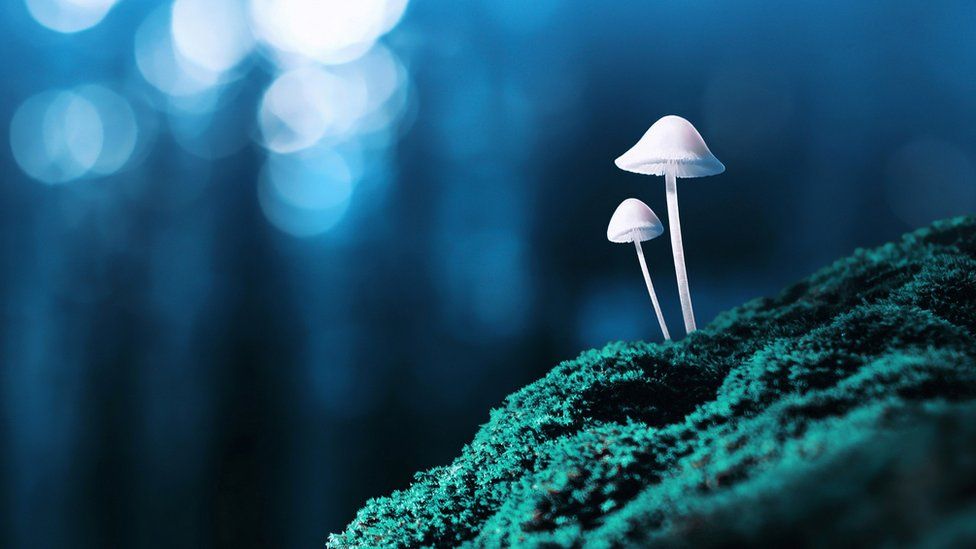 Evidence That Magic Mushroom Treat Depression 