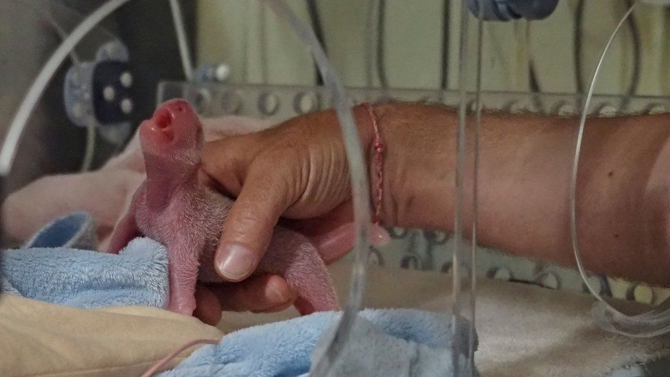 Giant panda twins born in French zoo - BBC News