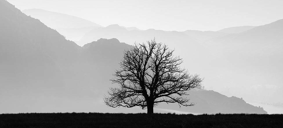 A lone tree silhouetted against mountains