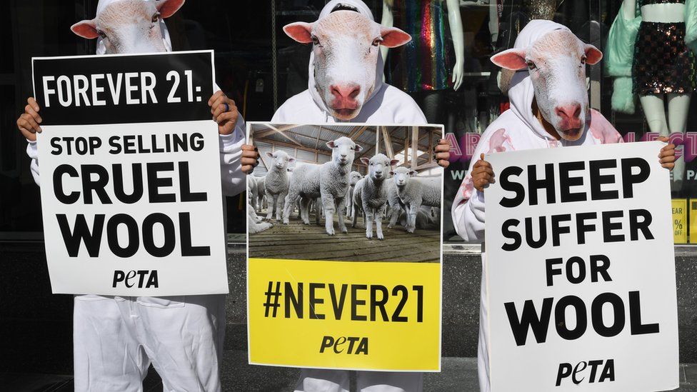 Peta protest against sheep cruelty