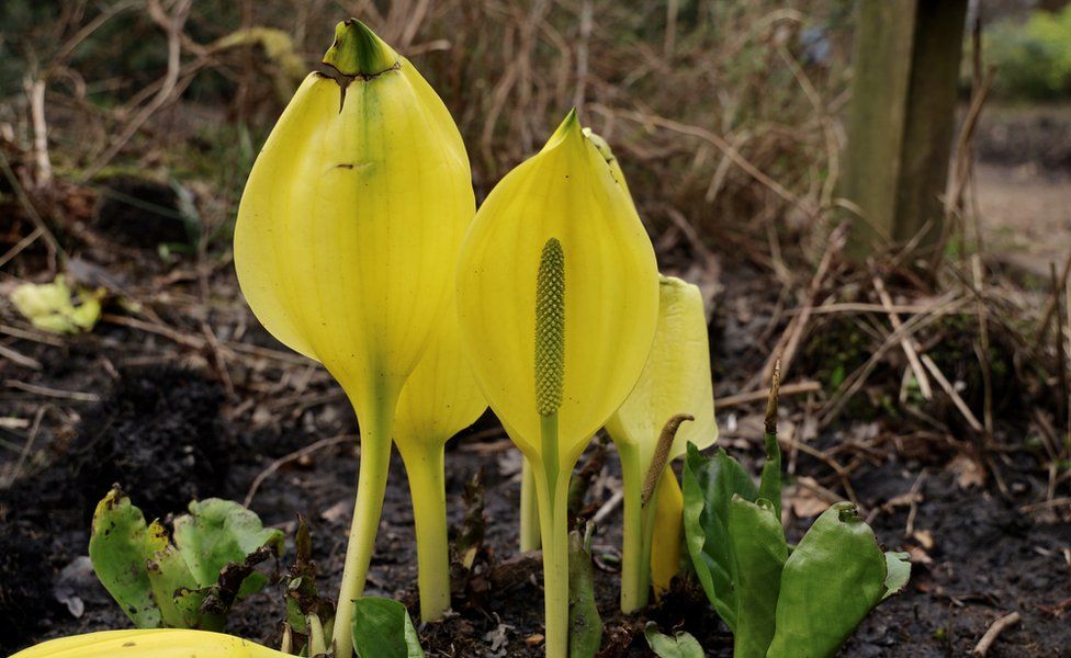 American Skunk Cabbage is a non-native invasive species now found in the UK