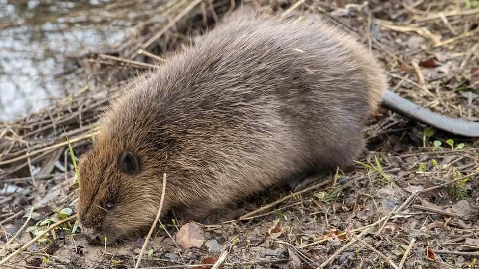 Beaver kit released at Loch Lomond