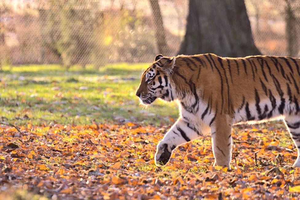 Pictured: Adorable endangered Siberian tiger cubs born in Woburn Safari  Park, London Evening Standard