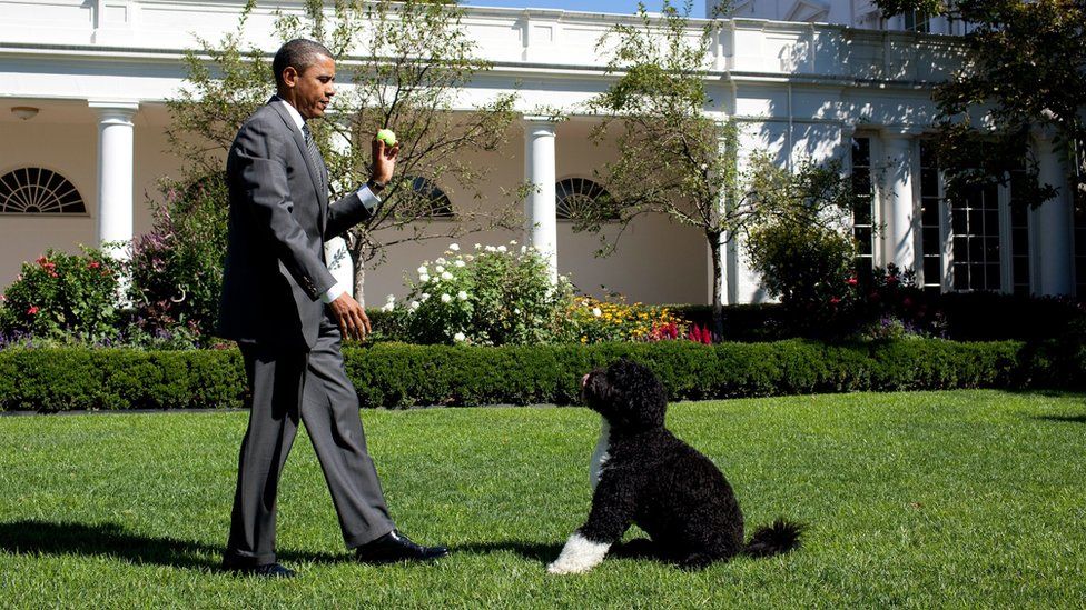 На этом рекламном изображении, предоставленном Белым домом, президент США Барак Обама бросает мяч Бо, семейной собаке, в Розовом саду Белого дома 9 сентября 2010 г. в Вашингтоне, округ Колумбия