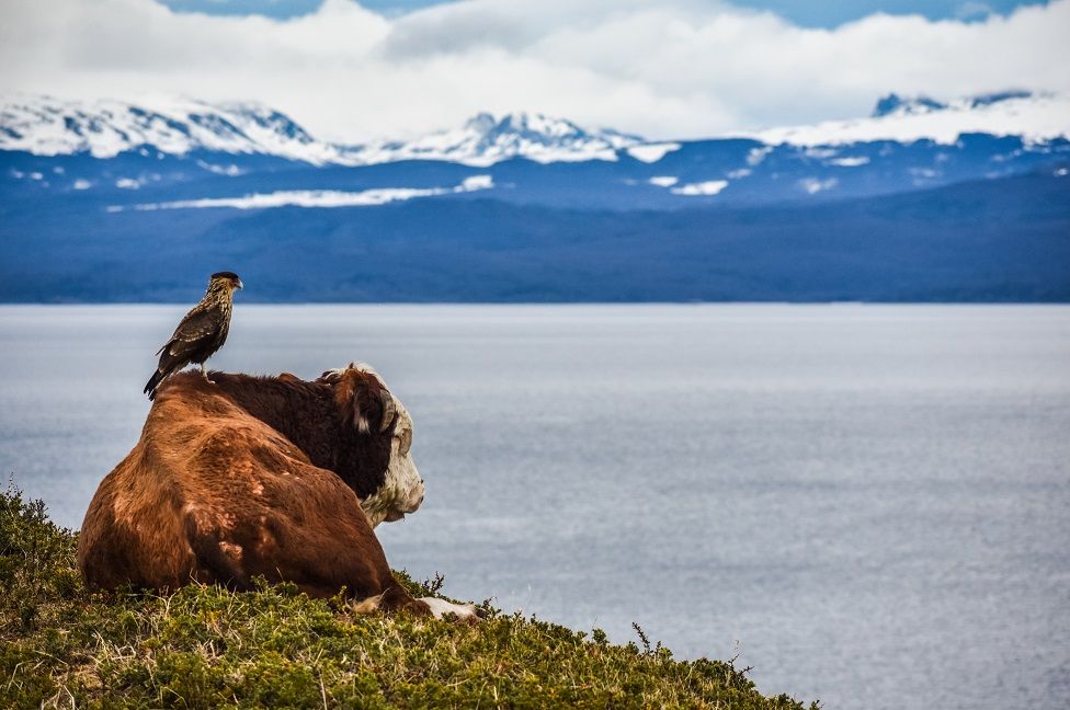 A cow and a bird looking at mountains
