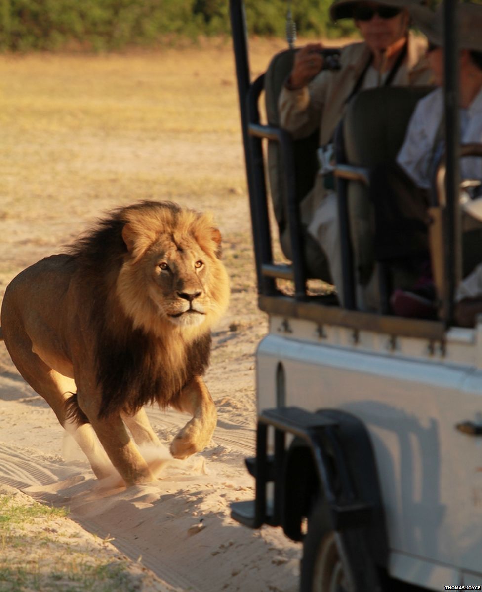 Cecil the lion chasing a jeep