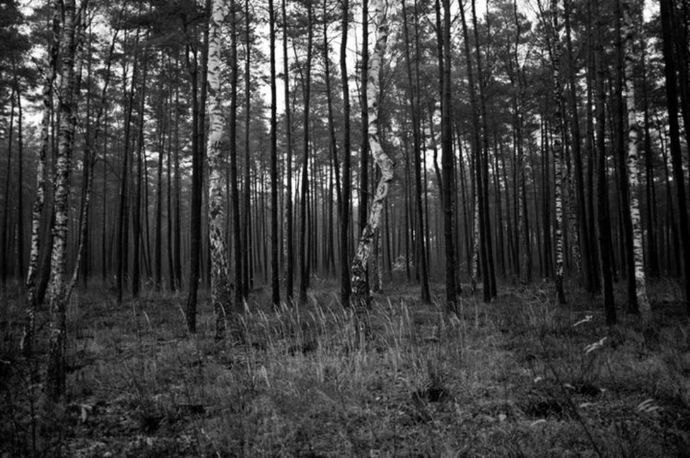 The Silent Forest BBC News