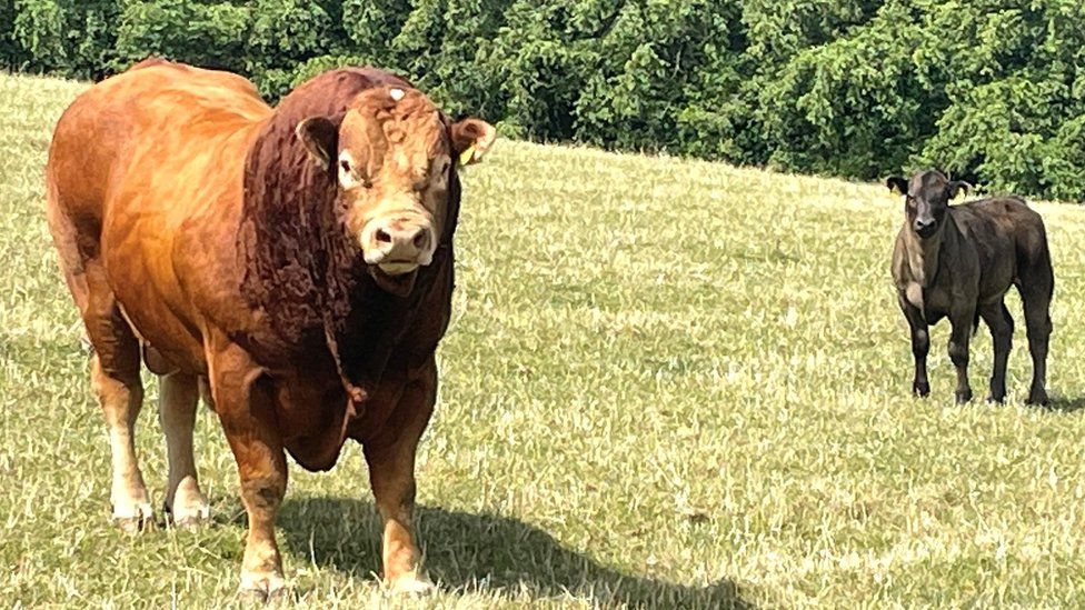 A bull in a nearby field