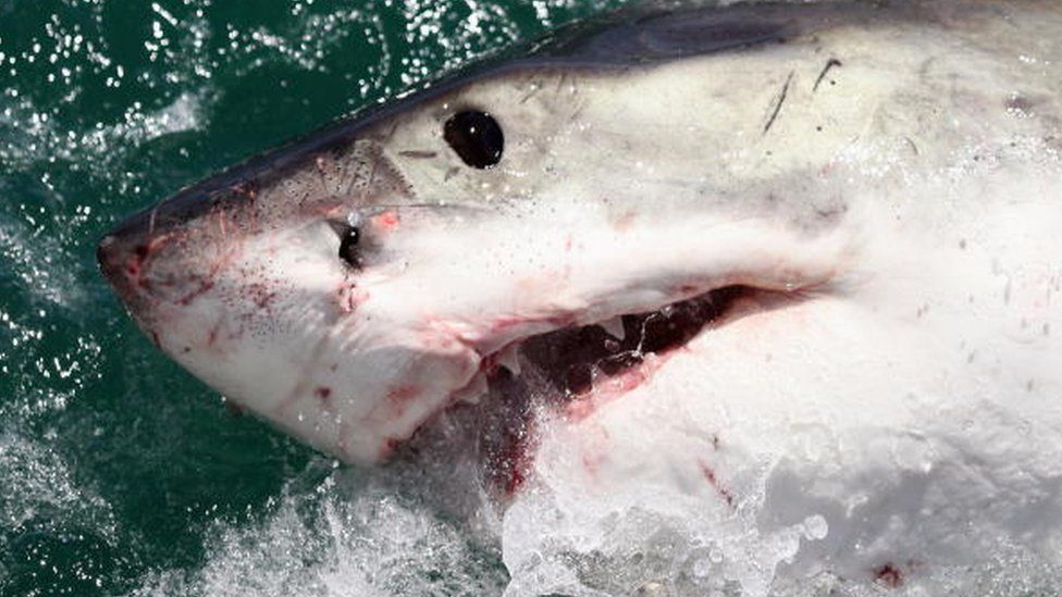 A Great White Shark is attracted by a lure on the 'Shark Lady Adventure Tour' on October 19, 2009 in Gansbaai, South Africa. The lure, usually a tuna head, is attached to a buoy and thrown into the water in front of the cage with the divers.
