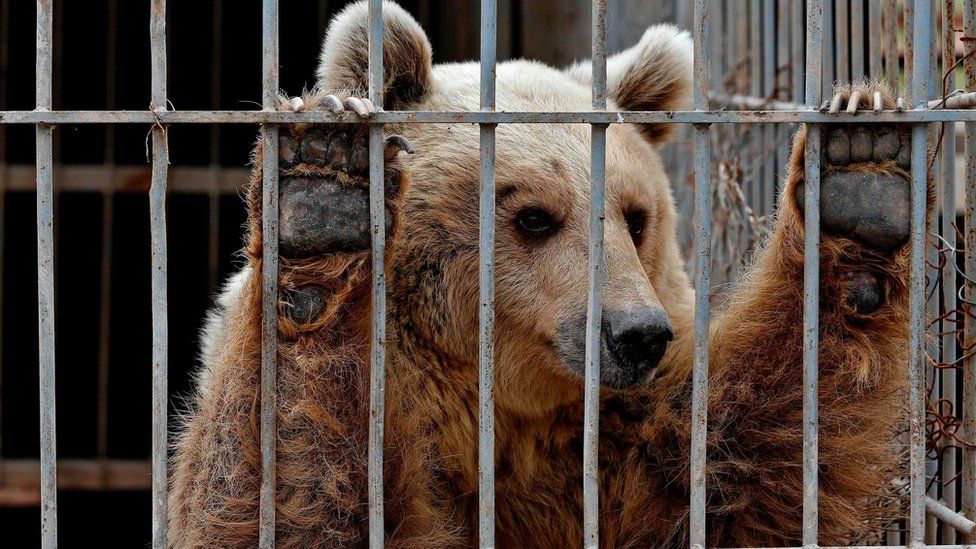 File photo from 28 March 2017 shows Lula, an abandoned bear, in a cage at a zoo in Mosul