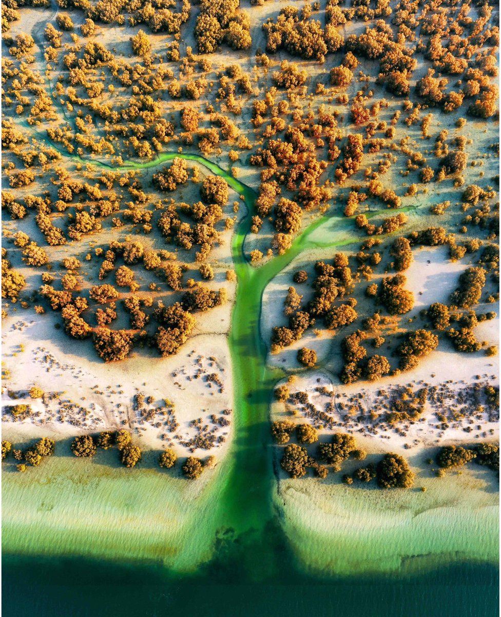 An aerial view of mangrove trees and a coastline in Abu Dhabi