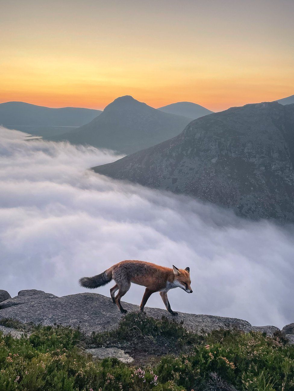 A fox walks along a granite stone at sunset on Slieve Binnian in the Mourne mountains in County Down