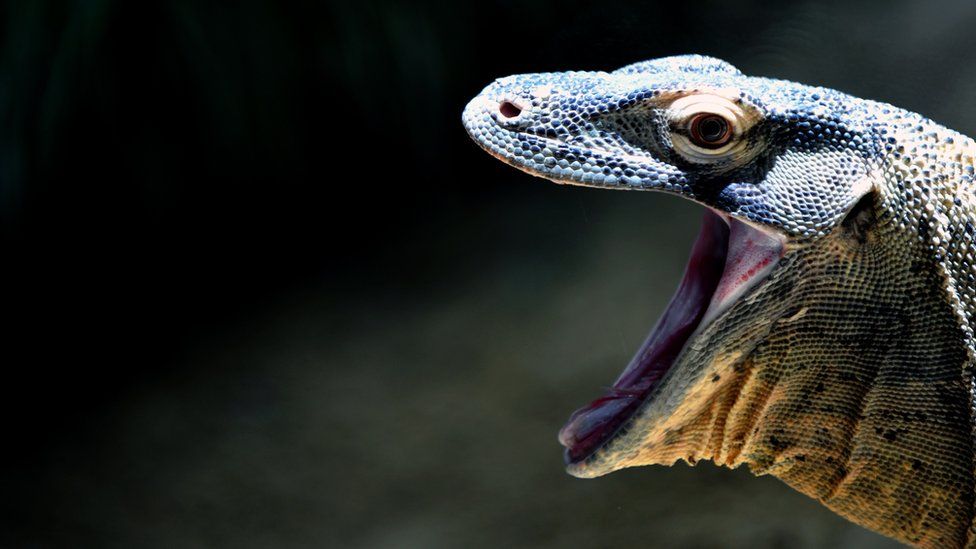 A young Komodo dragon