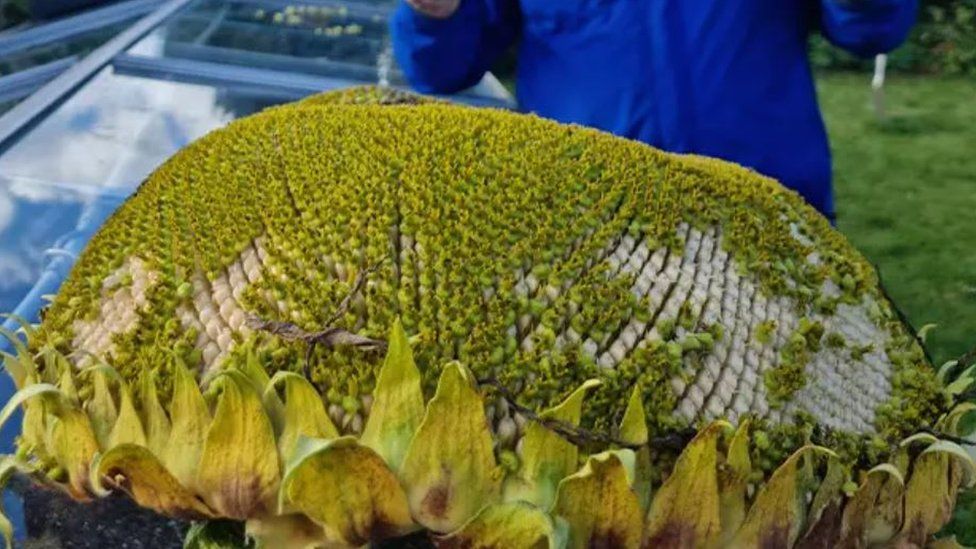 Guinness World Records Welsh family grows world's heaviest sunflower