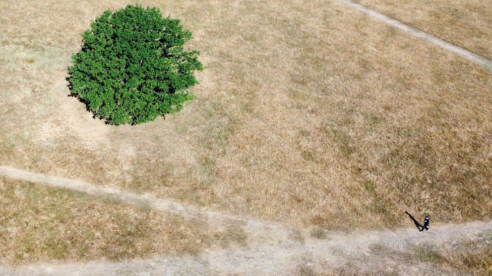 An aerial view of dried out grass in Richmond Park, London