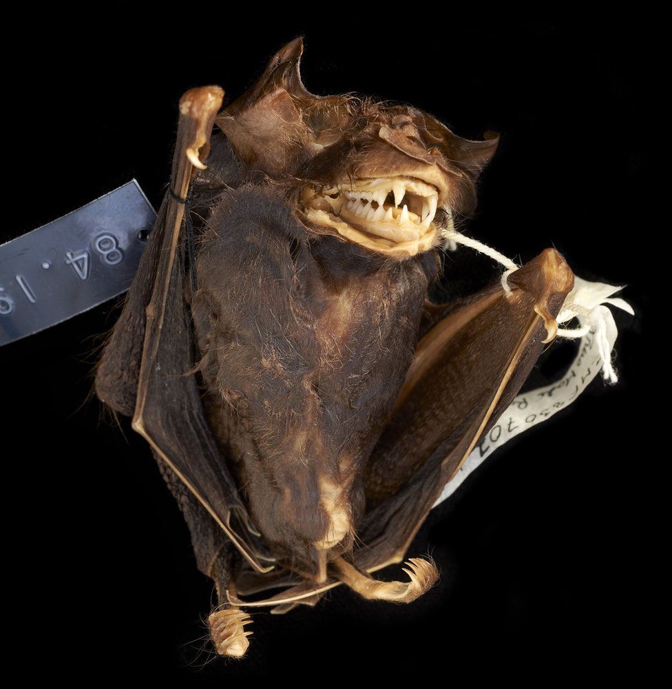 Silky Short-tailed Bat by Natural History Museum, London/science