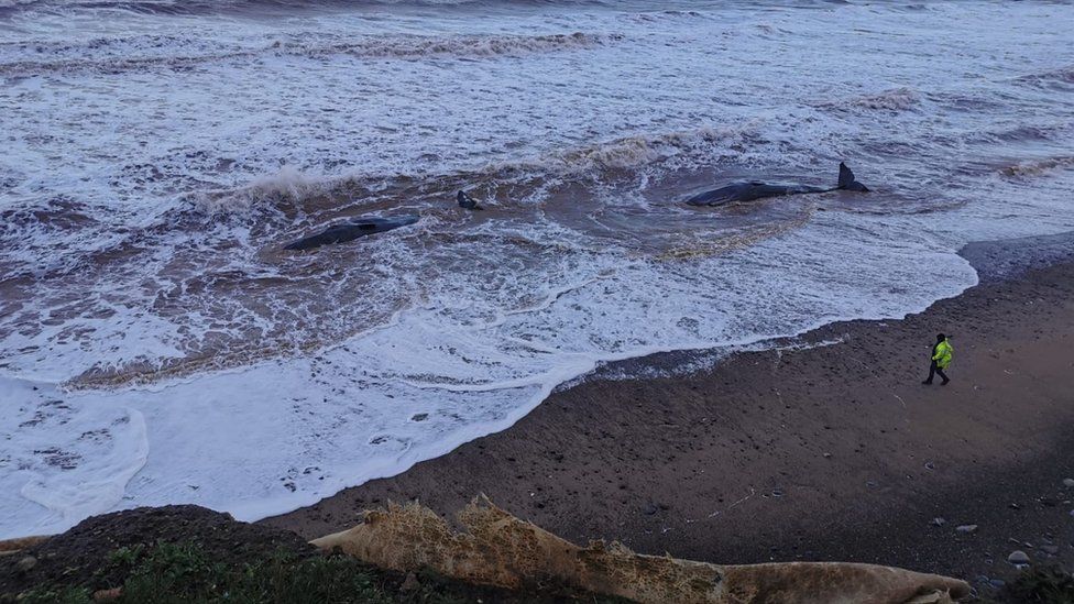 Stranded whales