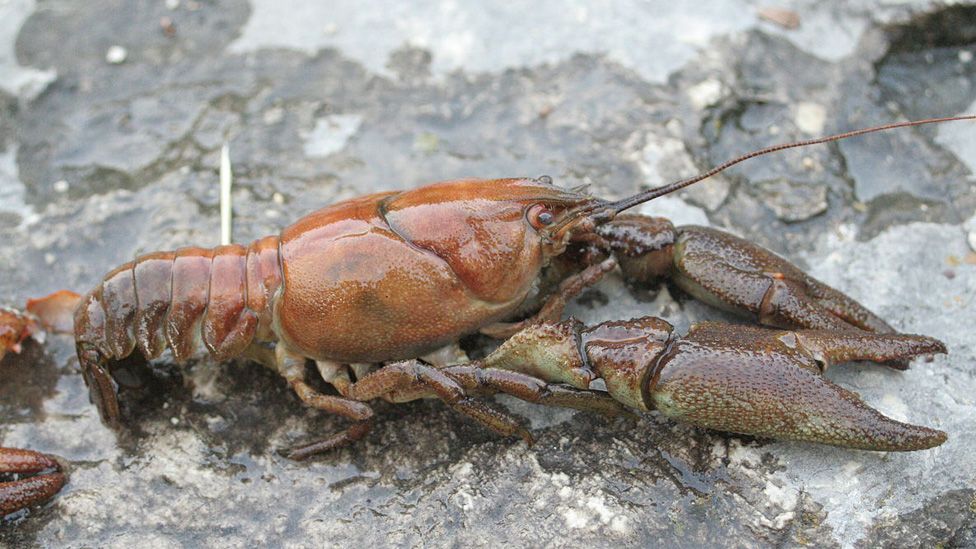 White-clawed crayfish