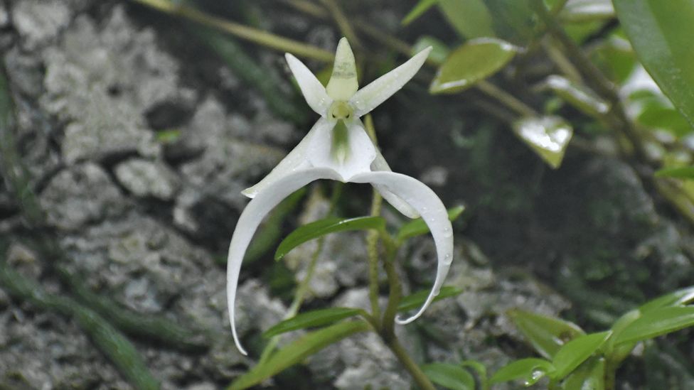 Dendrophylax lindenii