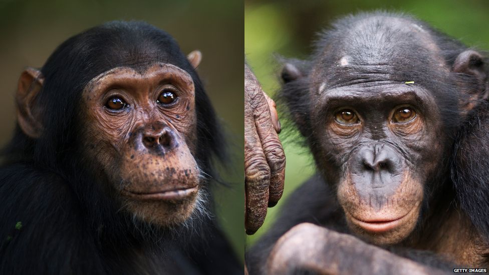 Bonobo and chimpanzee