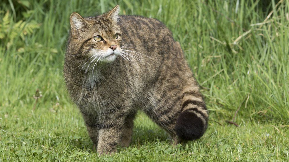 Wildcats could be released in England for first time in hundreds of years, Wildlife