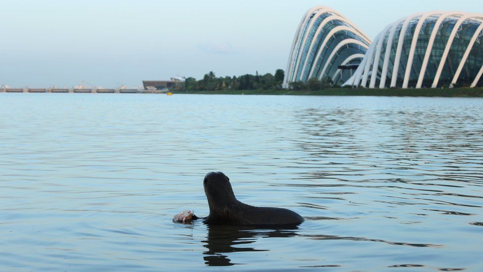 An otter looks towards the Marina Barrage; the glasshouses of Gardens by the Bay are in shot