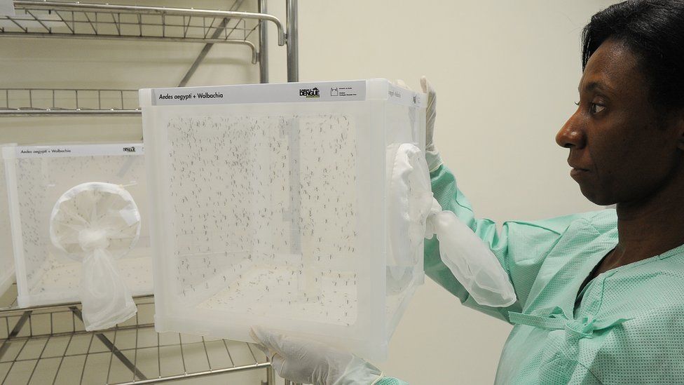 Aedes aegypti mosquitoes carrying Wolbachia are reared in the Fiocruz laboratory in Rio de Janeiro, Brazil.