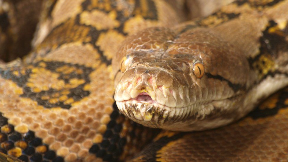 Anaconda snake eating man