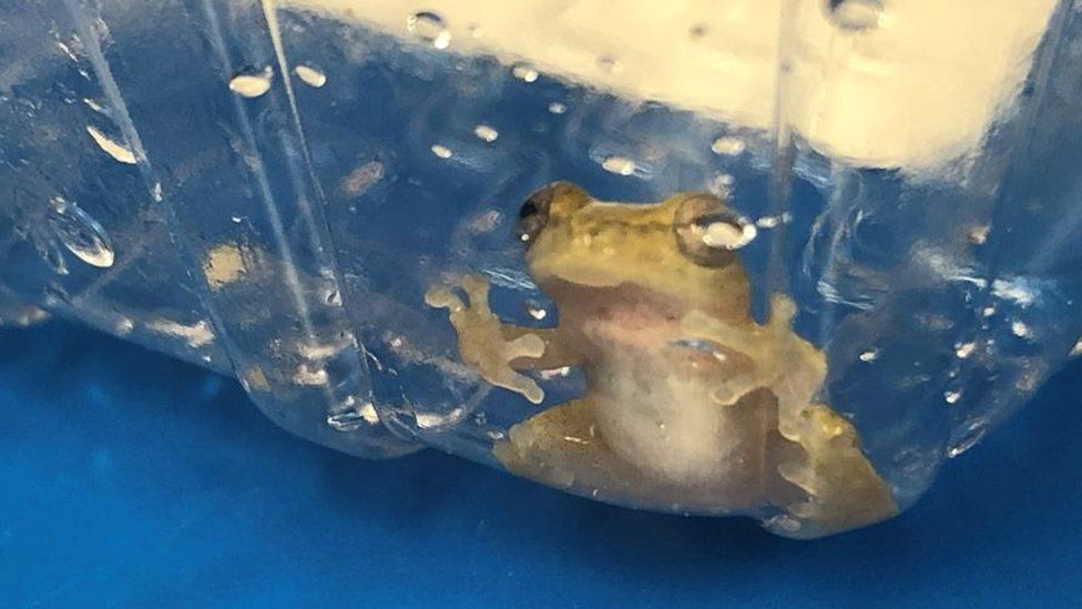 Tiny frog in plastic container