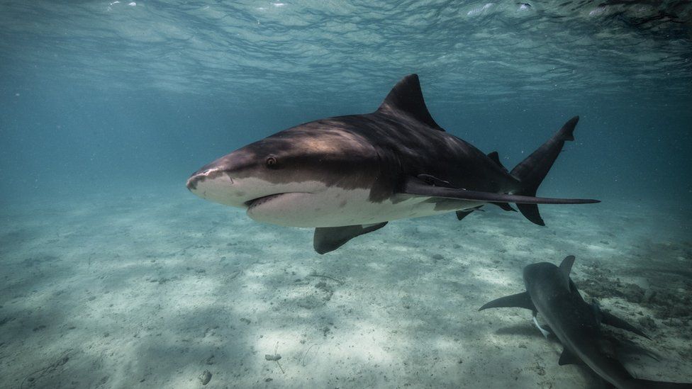 A bull shark swimming in the Bahamas