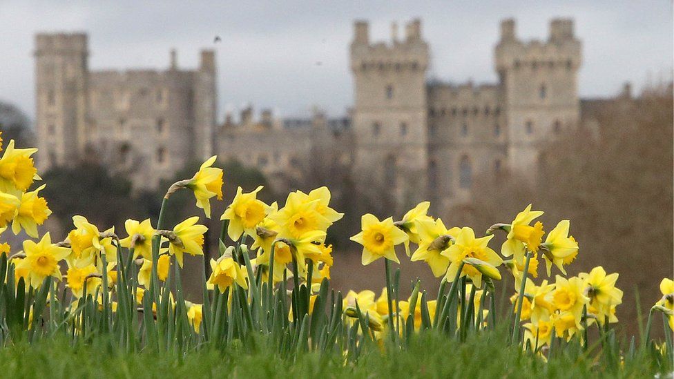 Daffodils in bloom near Windsor Castle