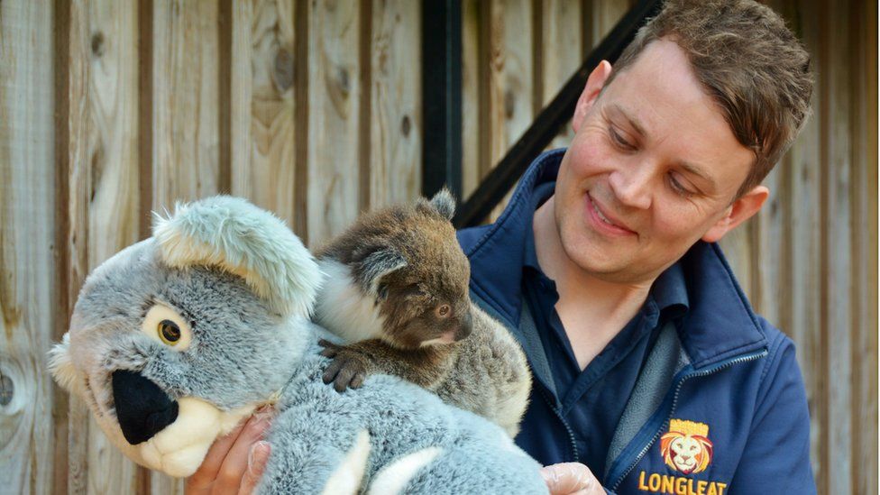 Longleat use cuddly koala to help weigh baby joey - BBC News