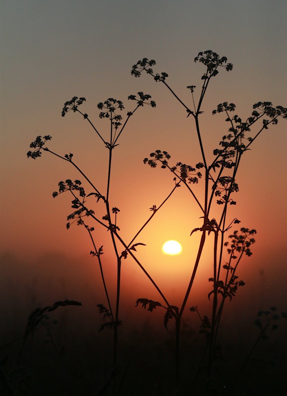 A silhouette of a plant against the sunset