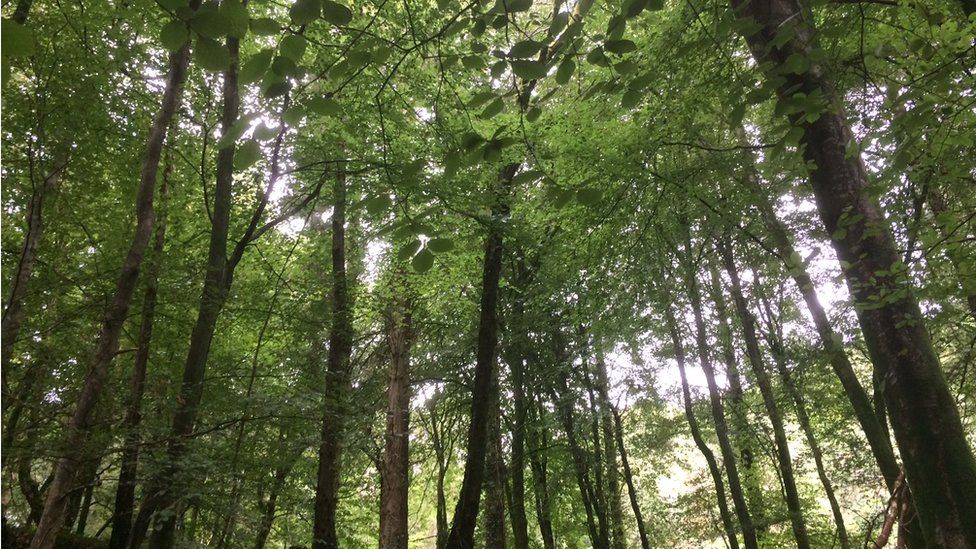 A Celtic rainforest canopy near Penrhyndeudraeth
