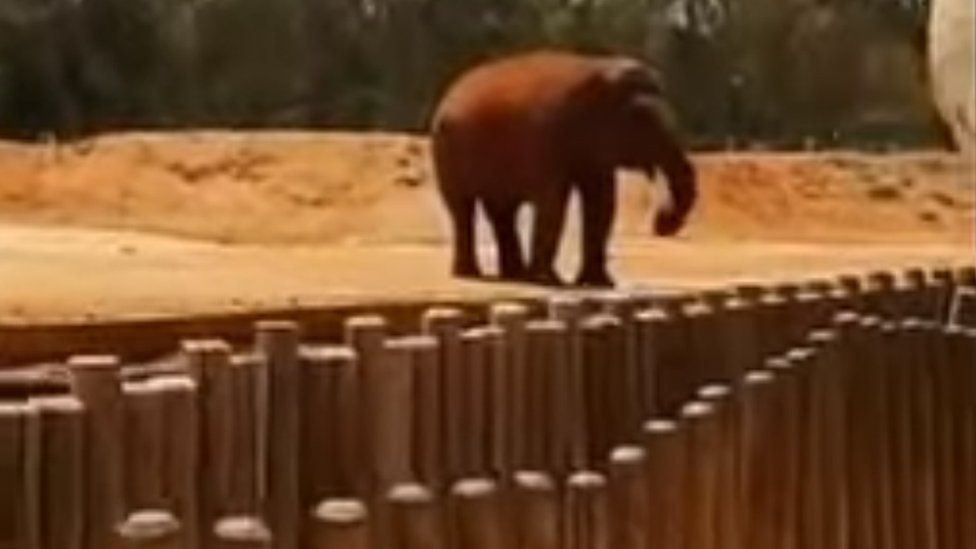 Elephant in enclosure