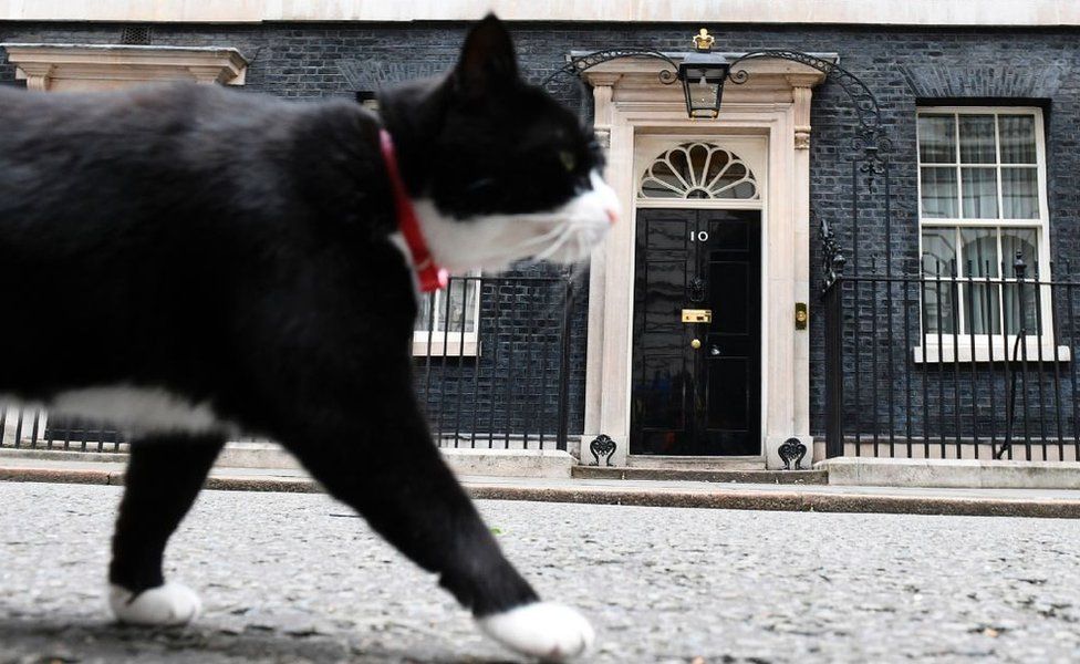 Palmerston the cat