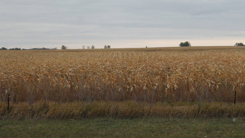 North Dakota corn field