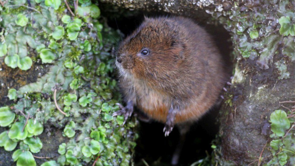 A water vole