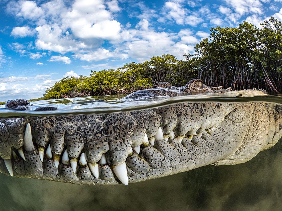 An American crocodile surrounded by mangroves at Gardens of the Queen in Cuba