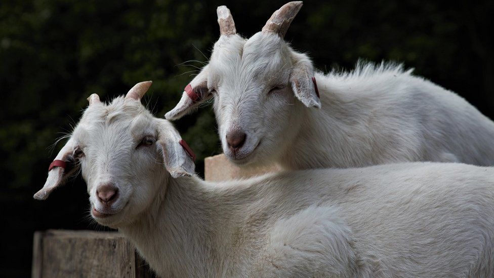 Two goats at Kew Little Pigs in Amersham, Buckinghamshire.