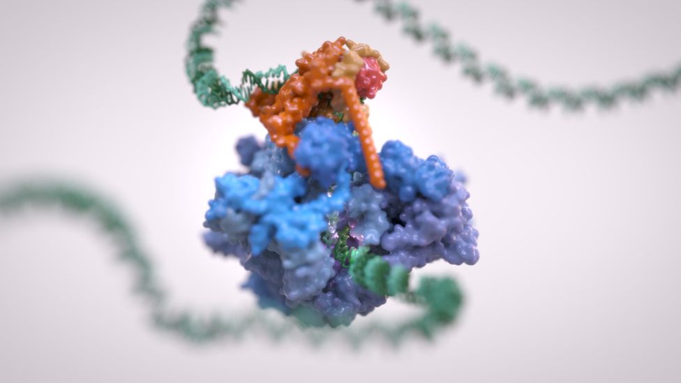 RNA polymerase III