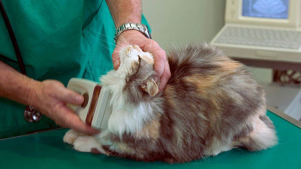 A cat having its microchip scanned