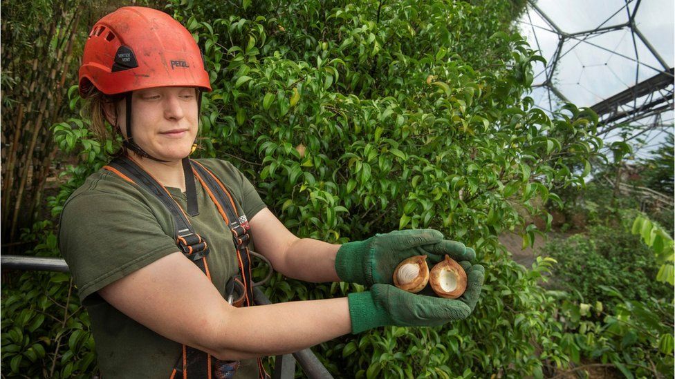 Nutmeg fruit 'momentous moment' for Eden Project BBC News