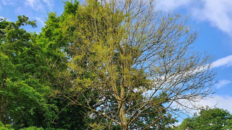 Ein entlaubter Eschenbaum nach einem Befall durch die Eschen-Sägewespe