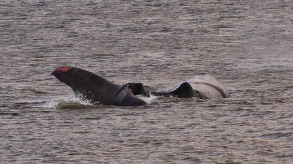 Whale at Hunstanton