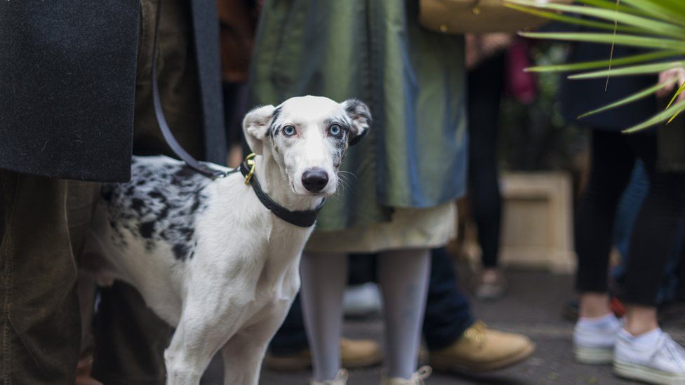 A lurcher with blue eyes among a crowd of people