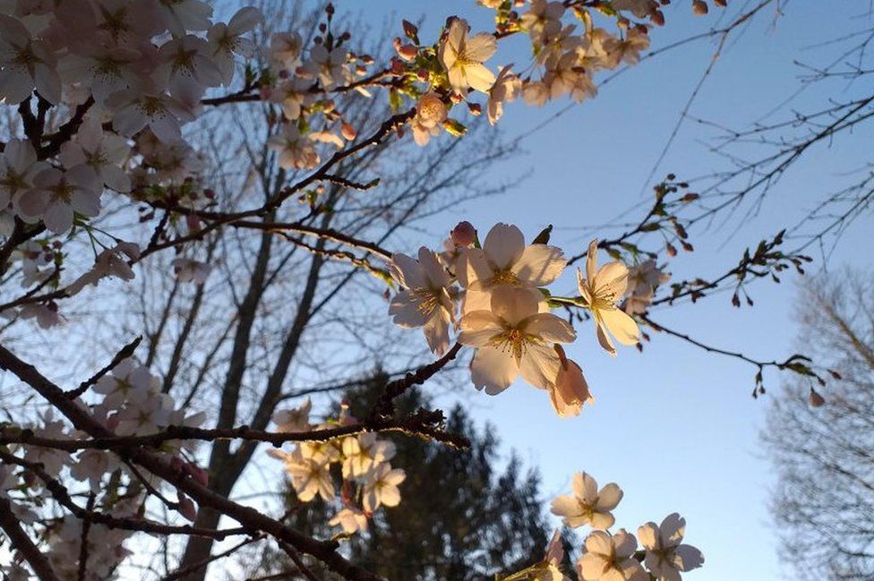 Blossom on tree