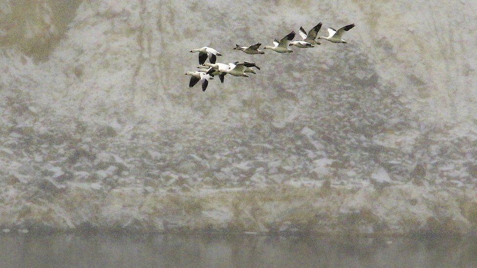 Snow geese fly over the Berkeley Pit mine in Butte, Montana