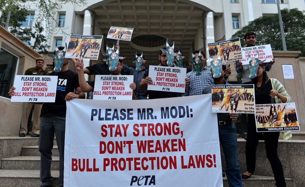 Indian members of People for the Ethical Treatment of Animals (PETA) wears bull masks and hold placards to urge the government not to change legislation preventing jallikattu, (bull chasing), bull races and other uses of bulls, in New Delhi on February 20, 2014.