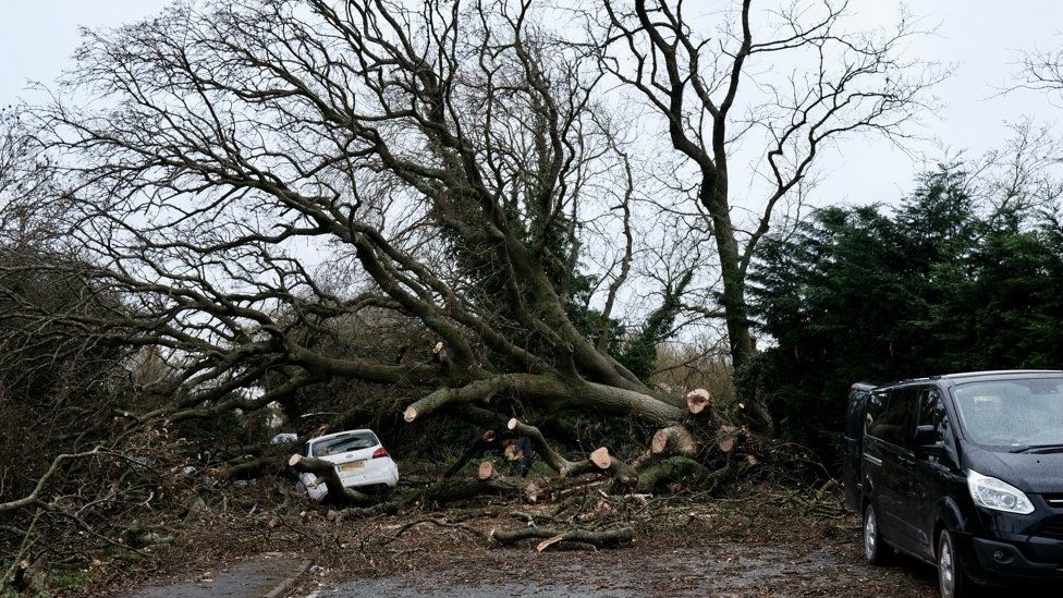 The car, with large tree on it, in the road